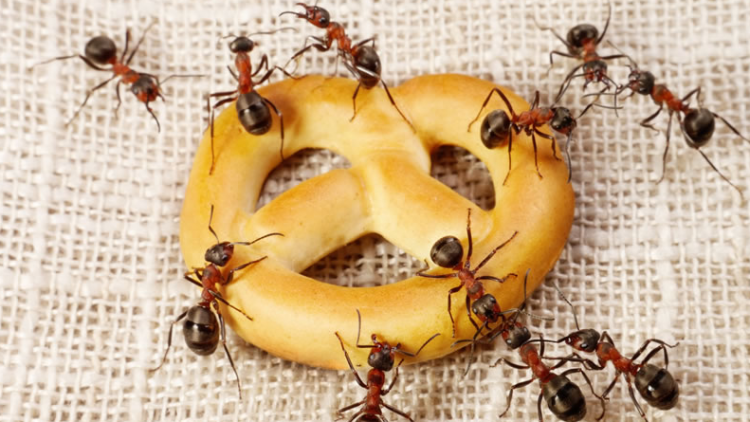 Salesiano Dom Bosco - N&iacute;vel III ao V - Comunidade das Formigas - Matutino e Vespertino - 30/10/2026